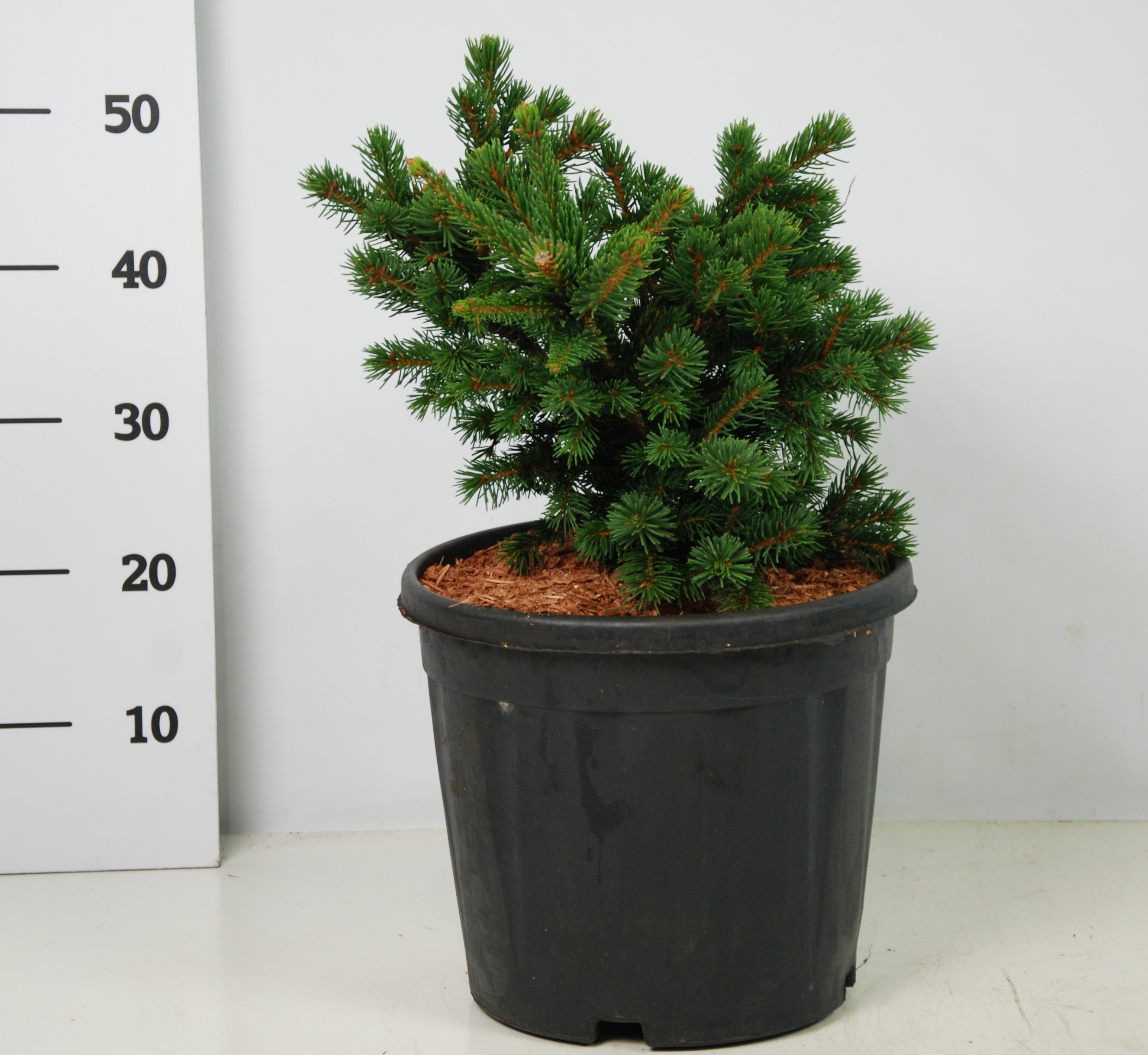 Ель колючая Лаки Страйк